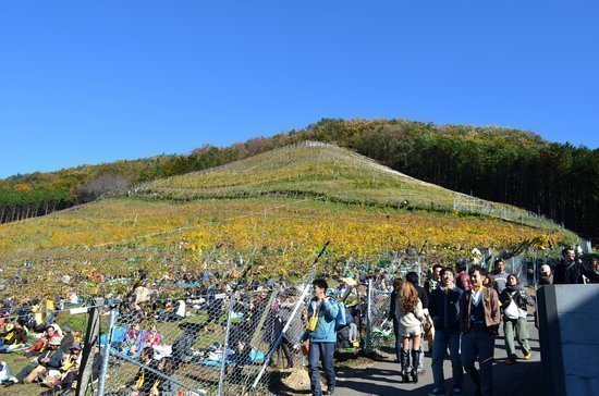 🍷 후쿠시마 오우세 와이너리(ふくしま逢瀬ワイナリー) 이미지 14